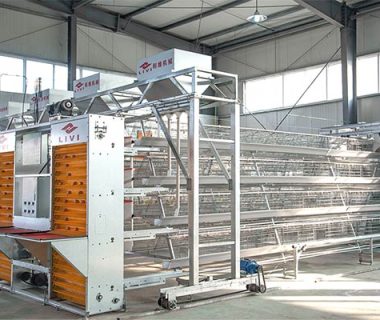 automatic egg collection equipment