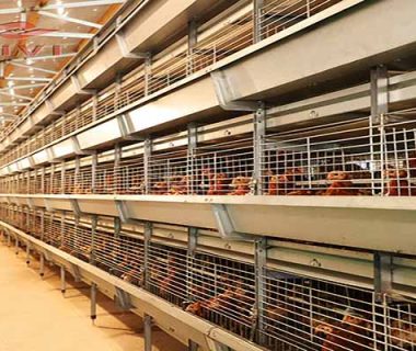 Project Of 10,000 Layers With Poultry Cage In Nigeria