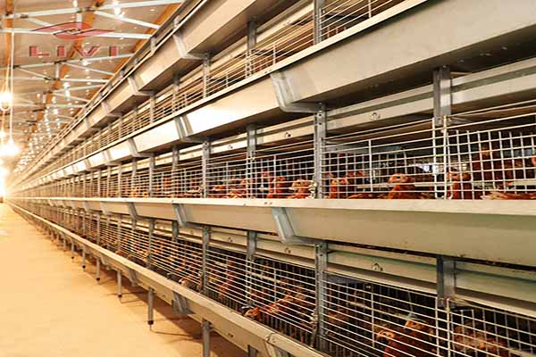 Project Of 10,000 Layers With Poultry Cage In Nigeria