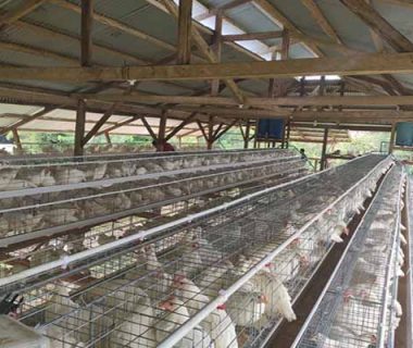 10000-layers-chicken-battery-cage-for-sale-in-uganda