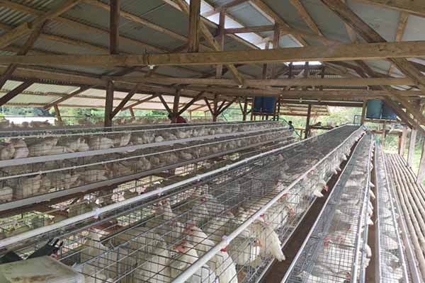 10000-layers-chicken-battery-cage-for-sale-in-uganda