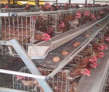 10000-layers-raising-with-chicken-battery-cage-for-sale-in-indonesia