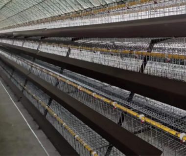 poultry battery cage system