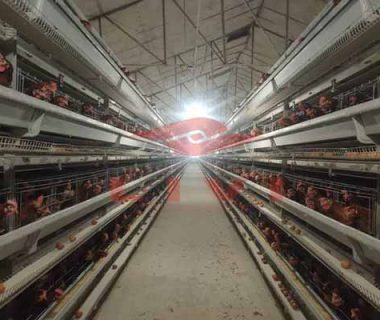 Chicken Battery Cage For Sale To Raising 50000 Layers In Nigeria