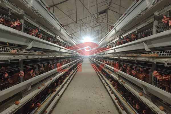 Chicken Battery Cage For Sale To Raising 50000 Layers In Nigeria
