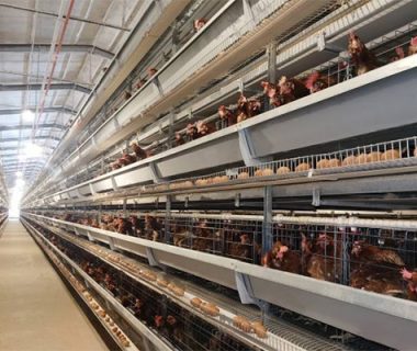 layer battery cage system