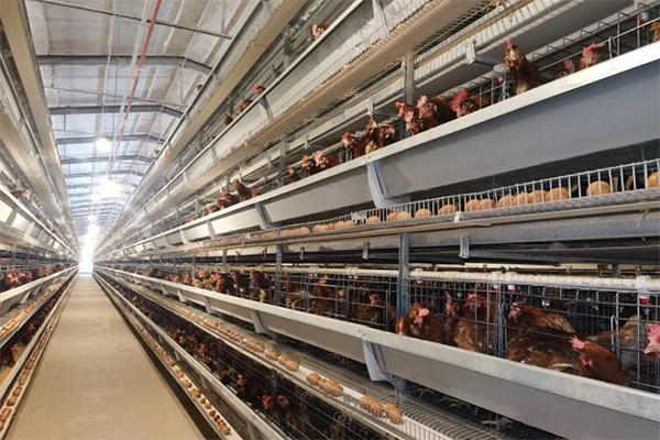 layer battery cage system