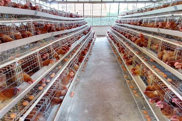 layer battery cage system