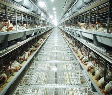 fully-automatic-poultry-equipment-for-chicken-raising