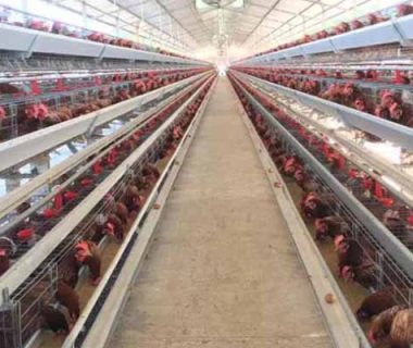 high-quality-a-typr-chicken-layer-cage-for-sale-in-zambia