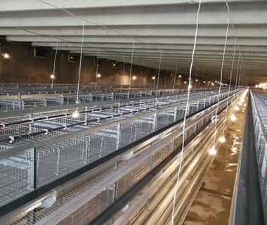 how-do-broiler-cage-farming-control-light-and-feed