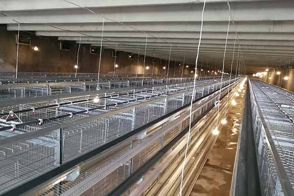 how-do-broiler-cage-farming-control-light-and-feed