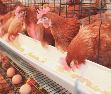 how-to-improve-the-laying-rate-of-layers-in-chicken-cages