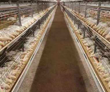 project-of-10000-broilers-chicken-cages-for-sale-in-kenya