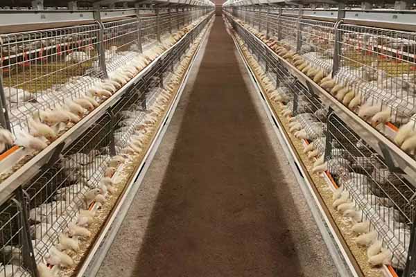 project-of-10000-broilers-chicken-cages-for-sale-in-kenya
