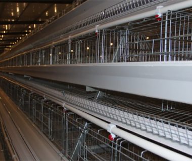 Battery Cage System In Poultry Farming