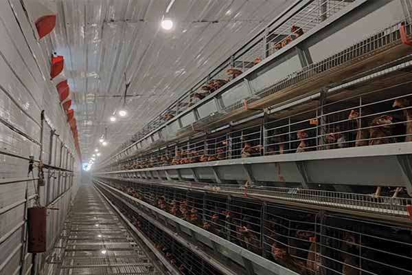 30000-chickens-layer-cages-for-sale-in-nigeria