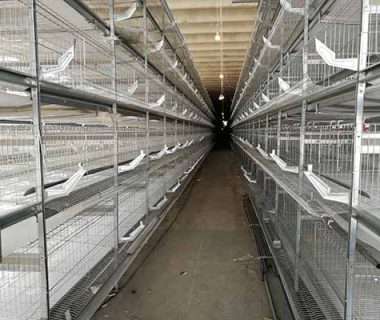 30000-layers-chicken-battery-cage-for-sale-in-philippines