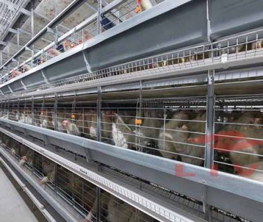 how-to-choose-the-best-chicken-farming-equipment-in-nigeria