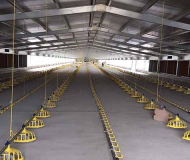 cost of poultry flooring systems in zambia
