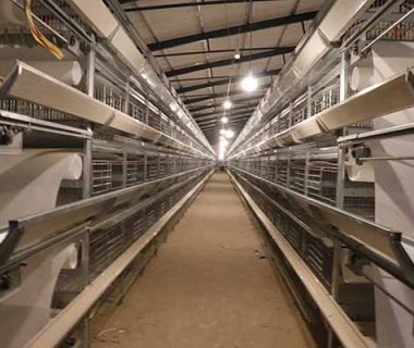 32000-chickens-h-type-layer-cages-for-sale-in-ghana