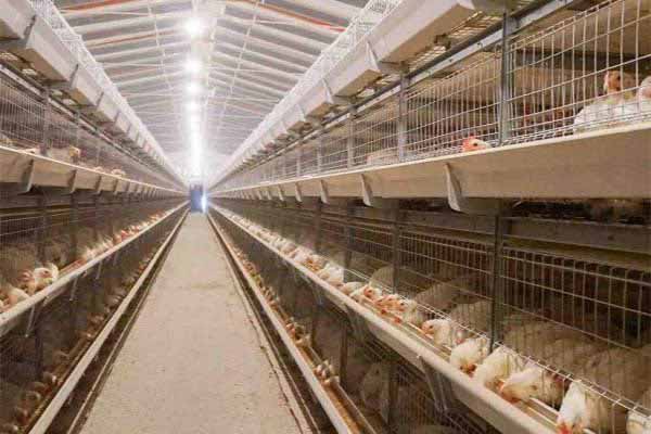 full-set-of-poultry-farm-equipment-for-sale-in-zimbabwe