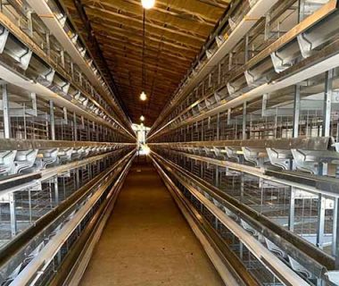 poultry-cage-system-for-sale-in-ghana-to-raising-50000-layers
