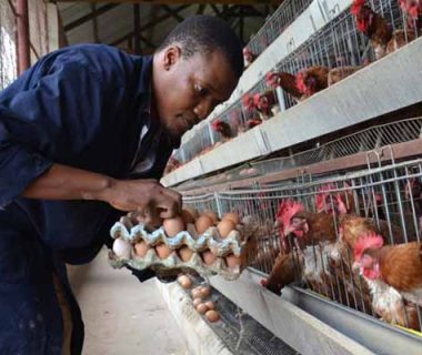 a-nigerian-poultry-farmers-strikes-gold-with-chicken-layer-cages-from-rages-to-riches-