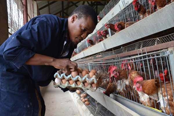 a-nigerian-poultry-farmers-strikes-gold-with-chicken-layer-cages-from-rages-to-riches-