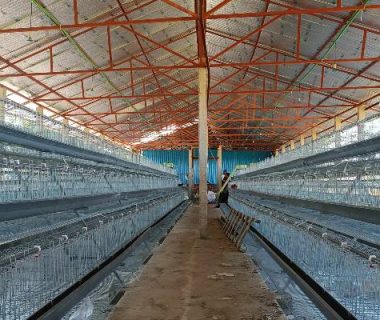 a-type-layer-chicken-cage-for-sale-in-gambia-for-20000-birds