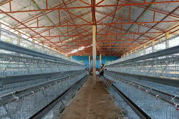 a-type-layer-chicken-cage-for-sale-in-gambia-for-20000-birds