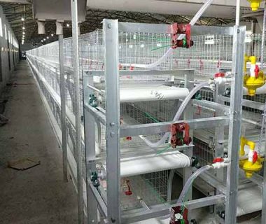 broiler-chicken-cages-for-sale-in-tanzania-for-50000-chickens