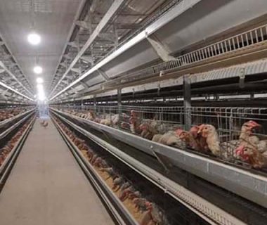 chicken-layer-cage-system-in-south-afirca-for-30000-birds-livi