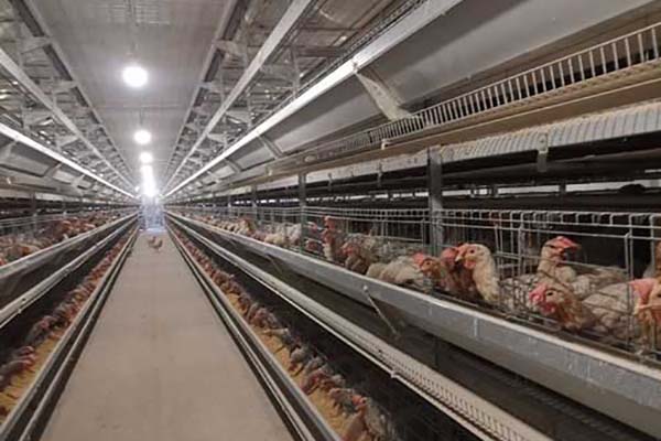 chicken-layer-cage-system-in-south-afirca-for-30000-birds-livi