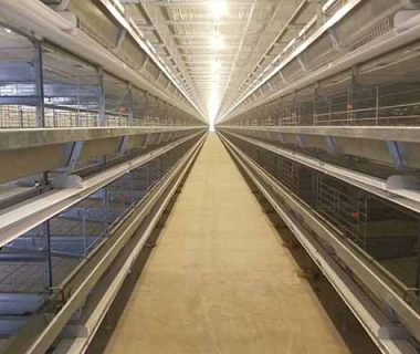 cost-of-8-tiers-layer-cages-in-nigeria-for-100000-chickens-