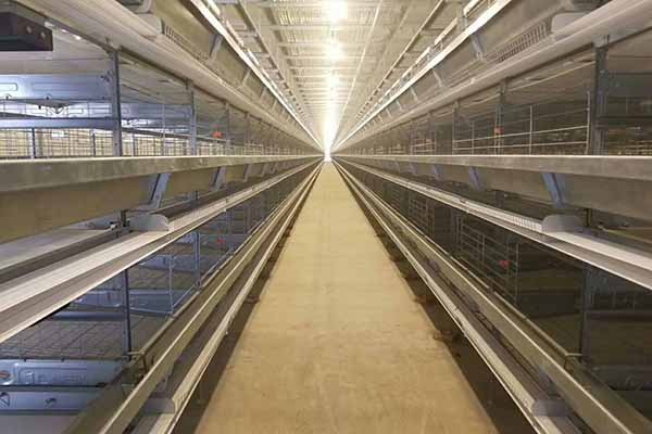 cost-of-8-tiers-layer-cages-in-nigeria-for-100000-chickens-