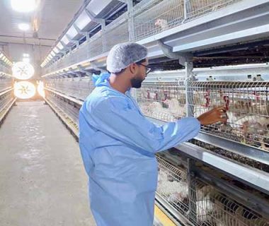 60000 Layers Poultry Battery Cages For Sale in Ghana