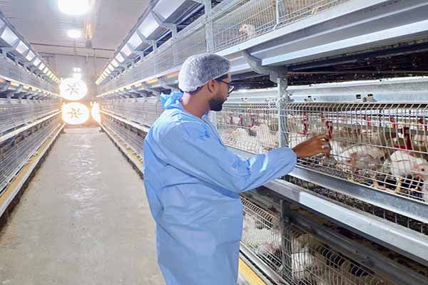 60000 Layers Poultry Battery Cages For Sale in Ghana