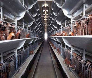 70000-broilers-chicken-battery-cages-for-sale-in-zimbabwe-