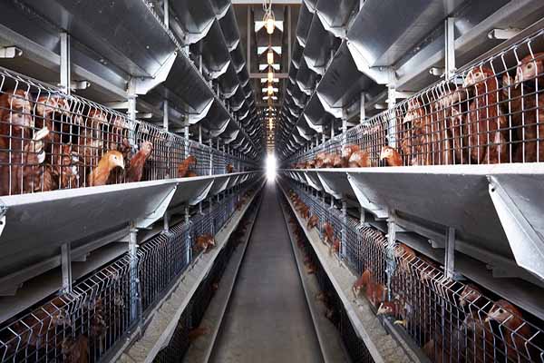 70000-broilers-chicken-battery-cages-for-sale-in-zimbabwe-