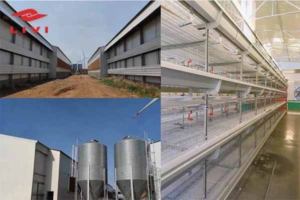 Broiler Chicken Cages For 50000 Birds In Malaysia