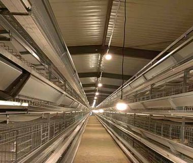 start-a-10000-layers-poultry-farming-in-kenya-guide-for-beginner