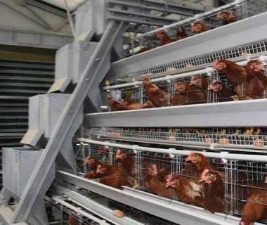 quotation-of-20000-layers-poultry-farming-cages-in-botswana-