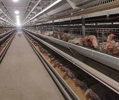 start-a-poultry-farming-business-for-large-scale-chicken-raising-