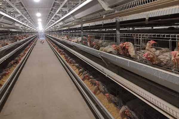 start-a-poultry-farming-business-for-large-scale-chicken-raising-