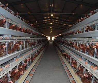 project-of-40000-layers-battery-cages-for-sale-in-malawi