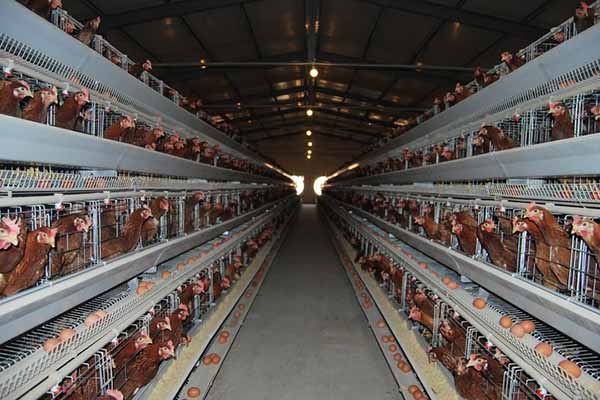 project-of-40000-layers-battery-cages-for-sale-in-malawi