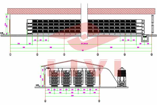 50000-pullets-chicken-farm-design-plan