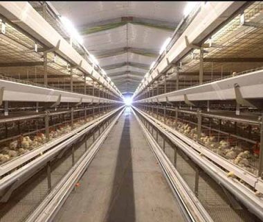 nigeria-broiler-chicken-cages-for-sale-to-raising-27000-birds