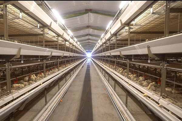 nigeria-broiler-chicken-cages-for-sale-to-raising-27000-birds